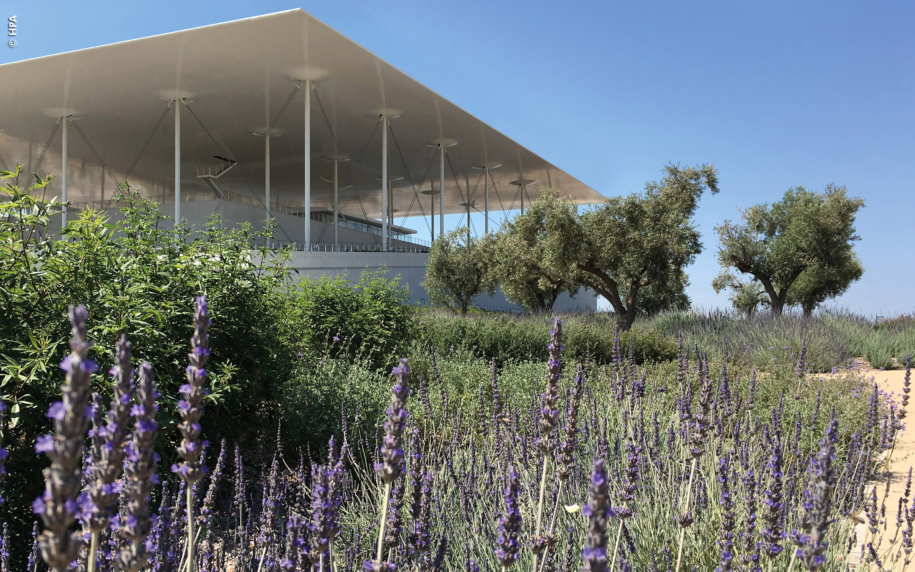 Roof garden with olive trees and lavender